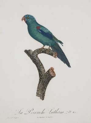 Bild Nr.21: 135-2967 Papageien.: (Varia, Zoologie, Vögel)