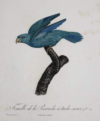 Bild Nr.22: 135-2967 Papageien.: (Varia, Zoologie, Vögel)