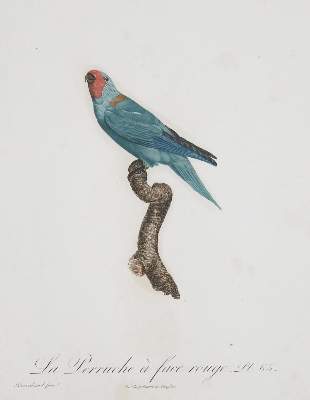 Bild Nr.23: 135-2967 Papageien.: (Varia, Zoologie, Vögel)