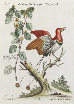 Bild Nr.1: 135-2970 Paradiesvogel.: (Varia, Zoologie, Vögel)