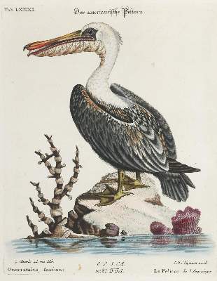 Bild Nr.1: 135-2972 Pelikan.: (Varia, Zoologie, Vögel)