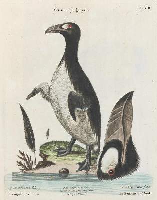 Bild Nr.1: 135-2974 Pinguin.: (Varia, Zoologie, Vögel)
