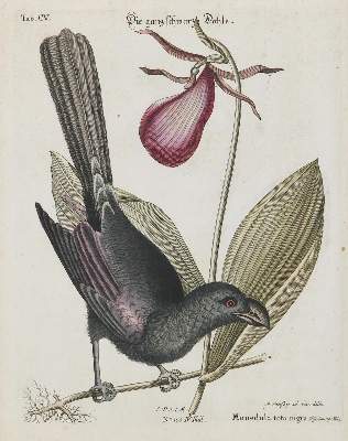 Bild Nr.1: 135-2975 Rabenvogel.: (Varia, Zoologie, Vögel)