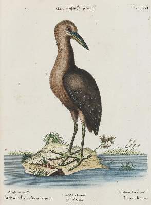 Bild Nr.1: 135-2976 Reiher.: (Varia, Zoologie, Vögel)