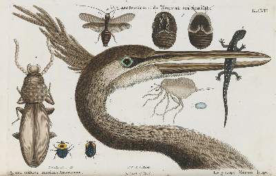 Bild Nr.1: 135-2979 Reiher.: (Varia, Zoologie, Vögel)