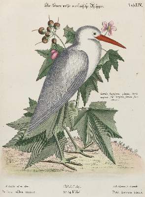Bild Nr.1: 135-2980 Reiher.: (Varia, Zoologie, Vögel)