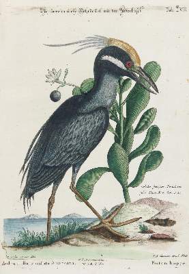 Bild Nr.1: 135-2982 Reiher.: (Varia, Zoologie, Vögel)