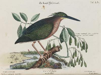Bild Nr.1: 135-2984 Reiher.: (Varia, Zoologie, Vögel)