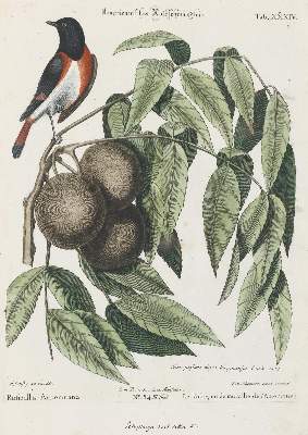 Bild Nr.1: 135-2985 Rotschwanz.: (Varia, Zoologie, Vögel)