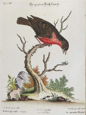 Bild Nr.1: 135-2986 Rotschwanz.: (Varia, Zoologie, Vögel)