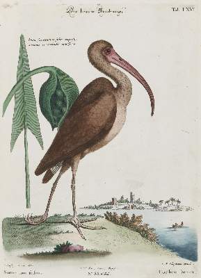Bild Nr.1: 135-2990 Schnepfe.: (Varia, Zoologie, Vögel)