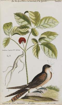 Bild Nr.1: 135-2993 Schwalbe.: (Varia, Zoologie, Vögel)