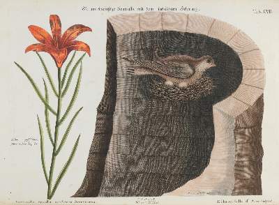 Bild Nr.1: 135-2994 Schwalbe.: (Varia, Zoologie, Vögel)