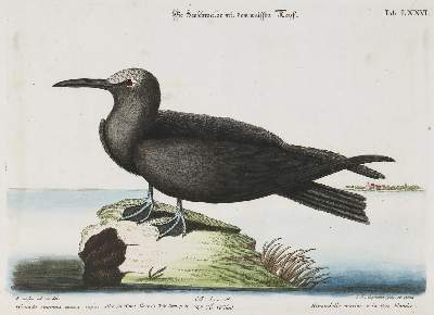 Bild Nr.1: 135-2996 Schwalbe.: (Varia, Zoologie, Vögel)
