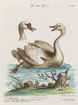 Bild Nr.1: 135-2997 Schwan.: (Varia, Zoologie, Vögel)