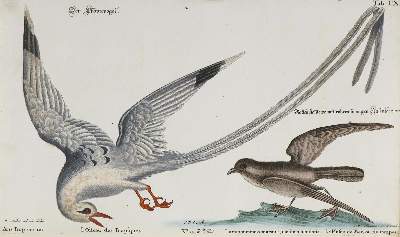 Bild Nr.1: 135-2999 Seevogel.: (Varia, Zoologie, Vögel)