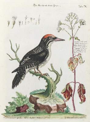 Bild Nr.1: 135-3003 Specht.: (Varia, Zoologie, Vögel)