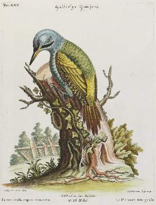 Bild Nr.1: 135-3004 Specht.: (Varia, Zoologie, Vögel)