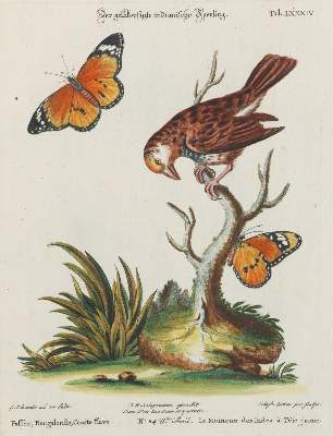 Bild Nr.1: 135-3005 Sperling.: (Varia, Zoologie, Vögel)