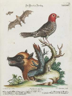 Bild Nr.1: 135-3006 Sperling.: (Varia, Zoologie, Vögel)