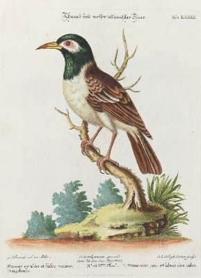 Bild Nr.1: 135-3009 Star.: (Varia, Zoologie, Vögel)