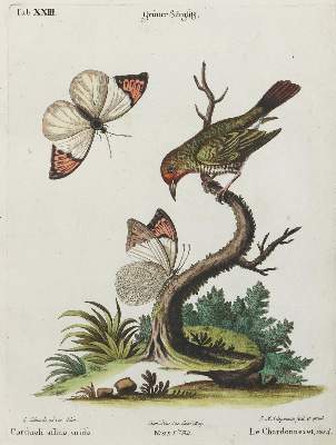 Bild Nr.1: 135-3012 Stieglitz.: (Varia, Zoologie, Vögel)