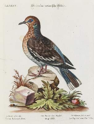Bild Nr.1: 135-3013 Taube.: (Varia, Zoologie, Vögel)