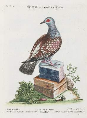 Bild Nr.1: 135-3014 Taube.: (Varia, Zoologie, Vögel)