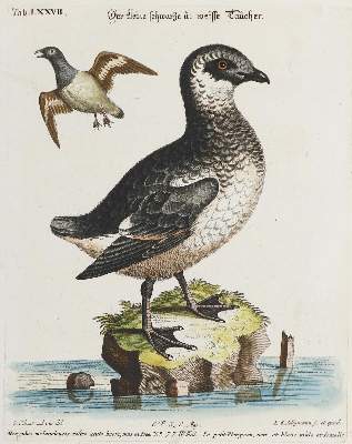 Bild Nr.1: 135-3017 Taucher.: (Varia, Zoologie, Vögel)