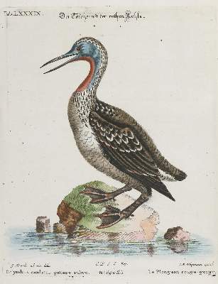 Bild Nr.1: 135-3019 Taucher.: (Varia, Zoologie, Vögel)