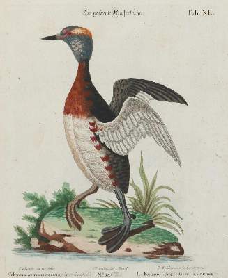 Bild Nr.1: 135-3021 Wasserhuhn.: (Varia, Zoologie, Vögel)