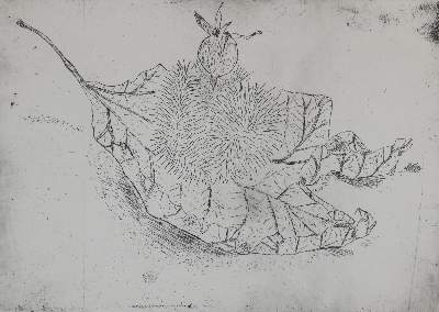 Bild Nr.1: 135-4222 Nierenz, Daniel: (Künstlergraphik)