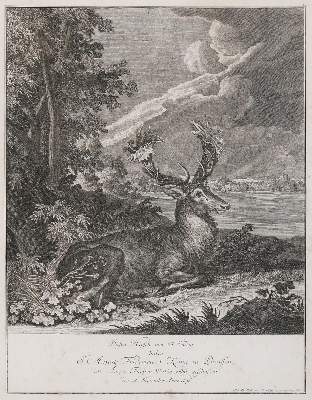 Bild Nr.1: 135-4328 Ridinger, Johann Elias: (Künstlergraphik)