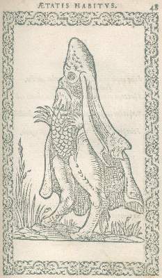 Bild Nr.5: 135-587 (Sluperius,J.: (Alte Drucke, Handschriften und Theologie)