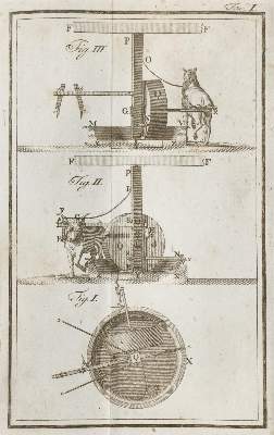 Bild Nr.1: 135-950 Gandolfi,B.: (Land- und Forstwirtschaft, Landwirtschaft, Olivenöl)