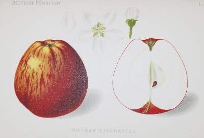 Bild Nr.1: 135-954 Lauche,W.: (Land- und Forstwirtschaft, Obstbau)