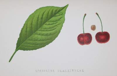 Bild Nr.3: 135-954 Lauche,W.: (Land- und Forstwirtschaft, Obstbau)