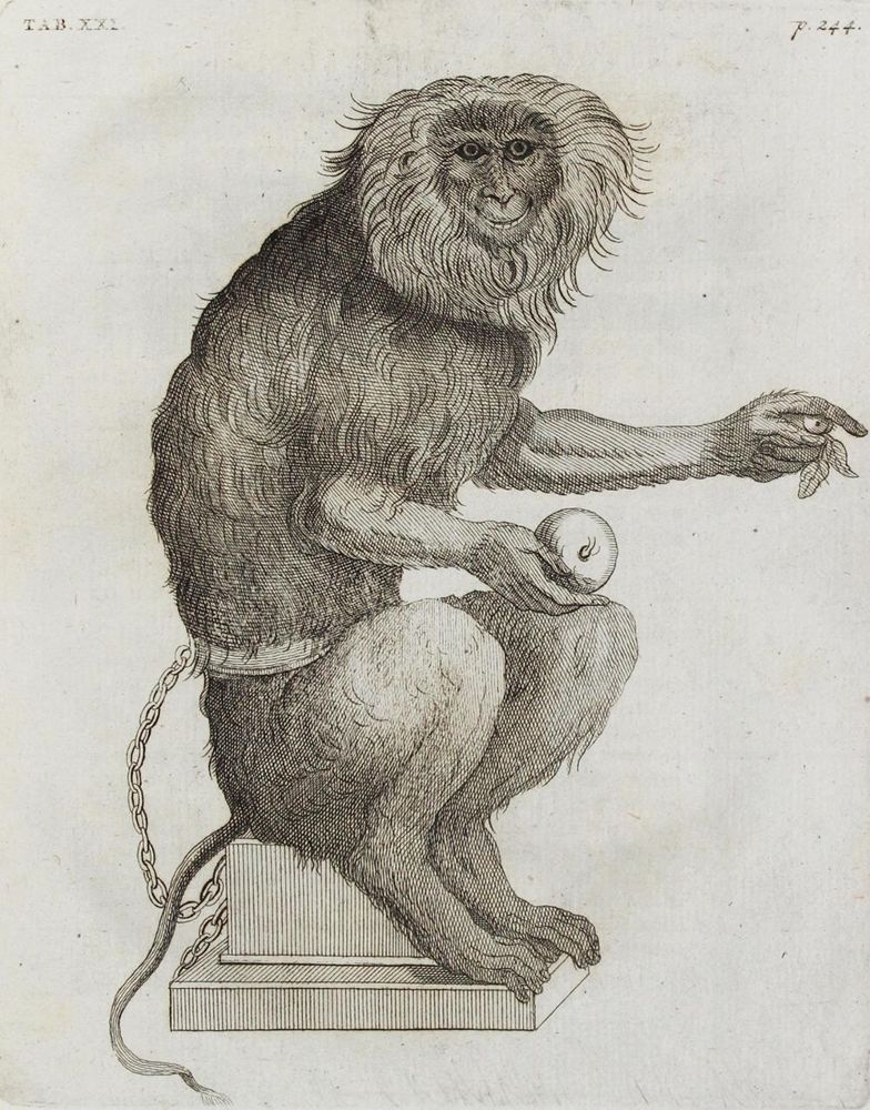 Große Abbildung Nr.2: 136-1400 Alpino,P.: (Botanik, Ägypten)