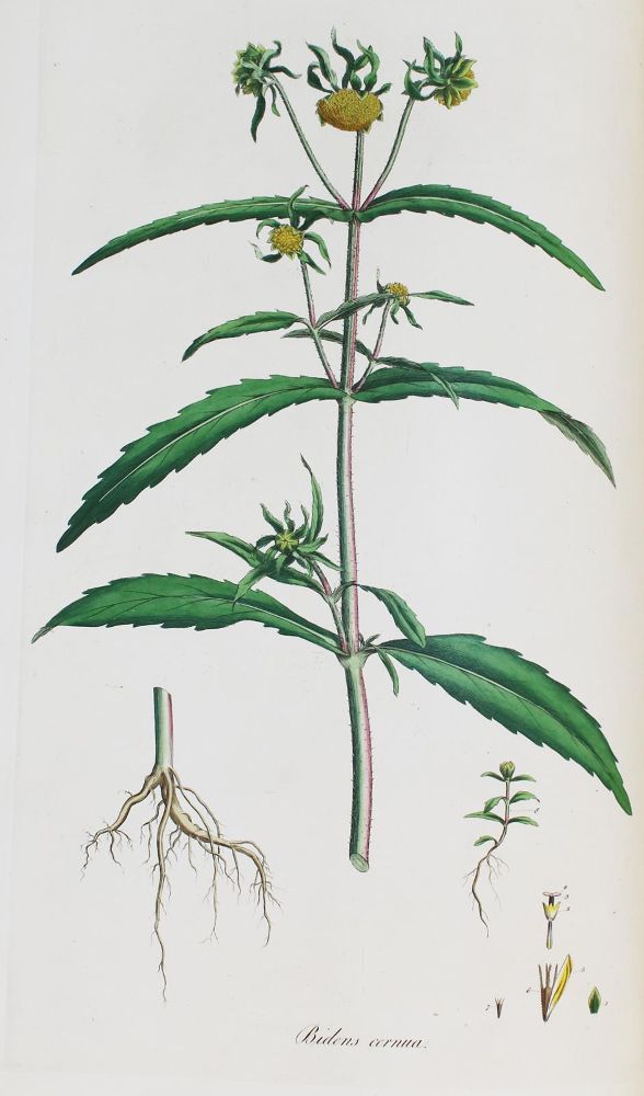 Große Abbildung Nr.1: 136-1405 Curtis,W.: (Botanik, Curtis)