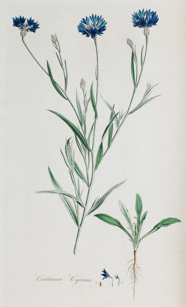 Große Abbildung Nr.4: 136-1405 Curtis,W.: (Botanik, Curtis)