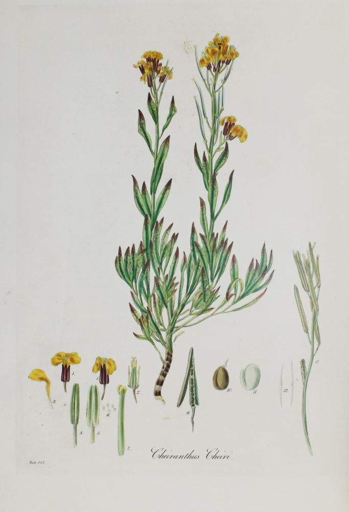 Große Abbildung Nr.5: 136-1405 Curtis,W.: (Botanik, Curtis)