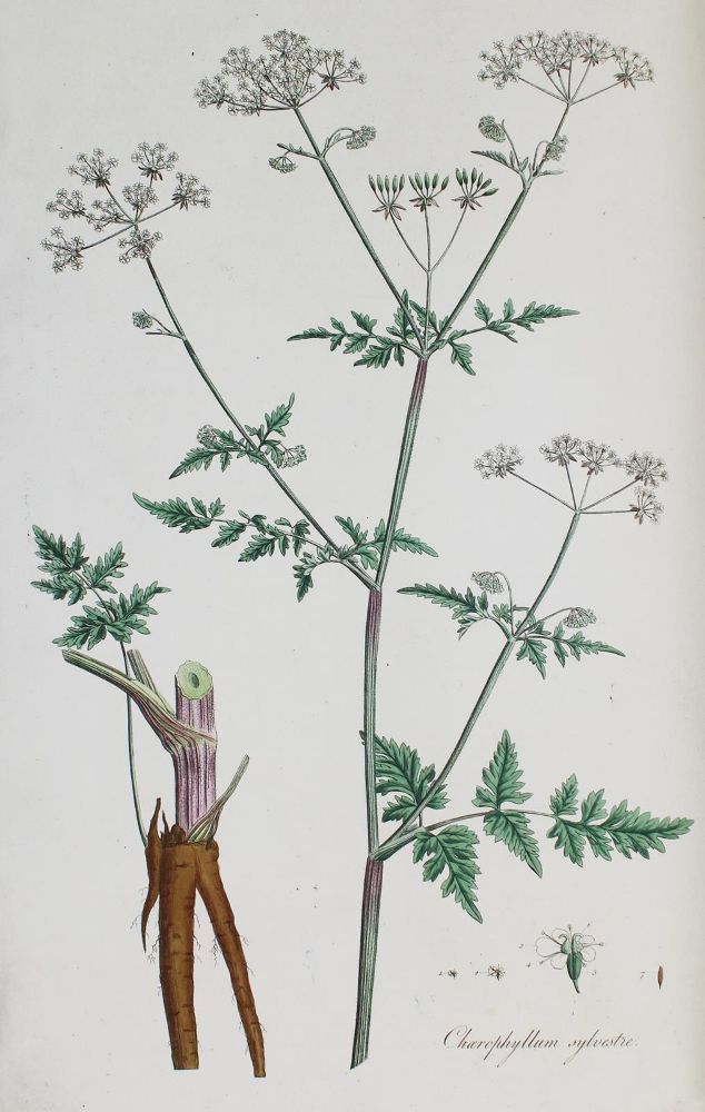 Große Abbildung Nr.6: 136-1405 Curtis,W.: (Botanik, Curtis)