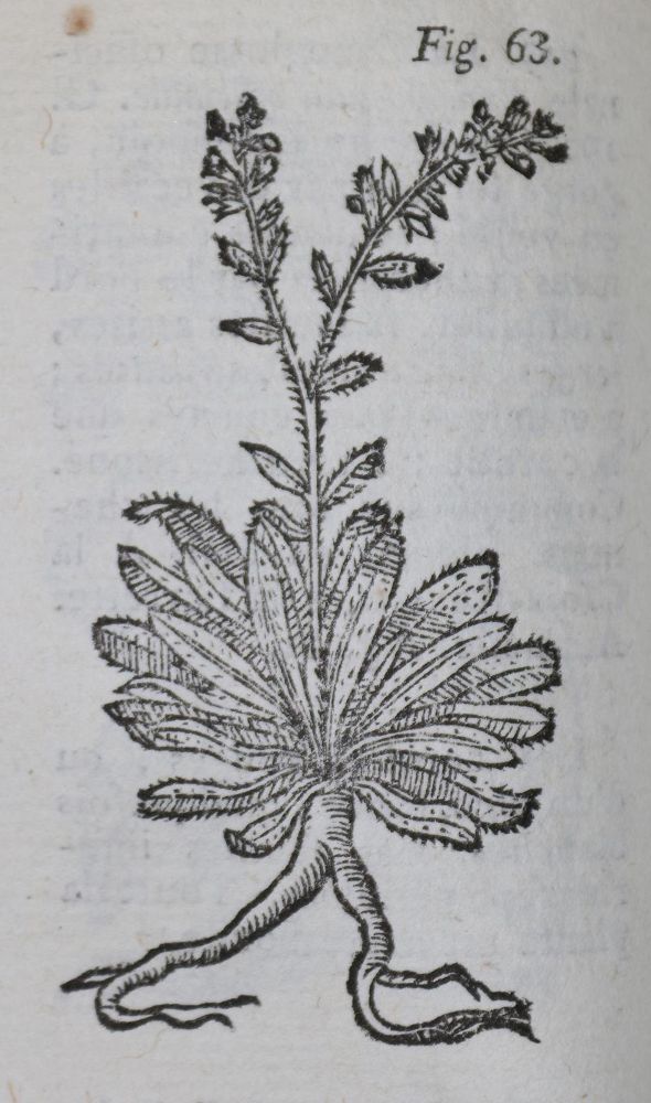 Große Abbildung Nr.1: 136-1409 Gillbert, J. E.: (Botanik)