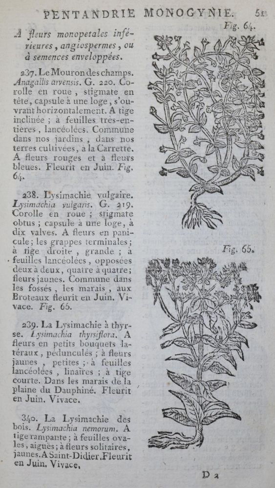 Große Abbildung Nr.2: 136-1409 Gillbert, J. E.: (Botanik)