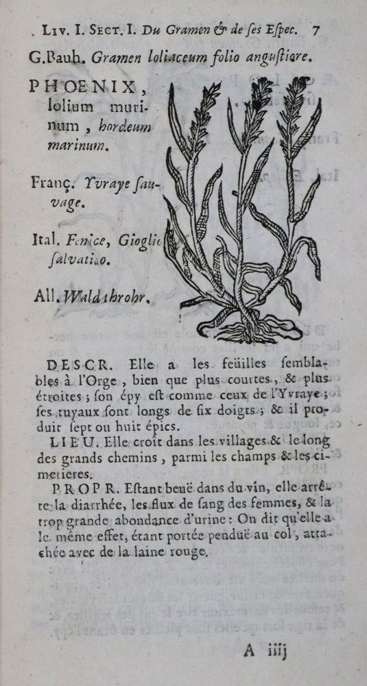 Große Abbildung Nr.2: 136-1417 Bauhin,C.: (Botanik, Kräuterbücher)