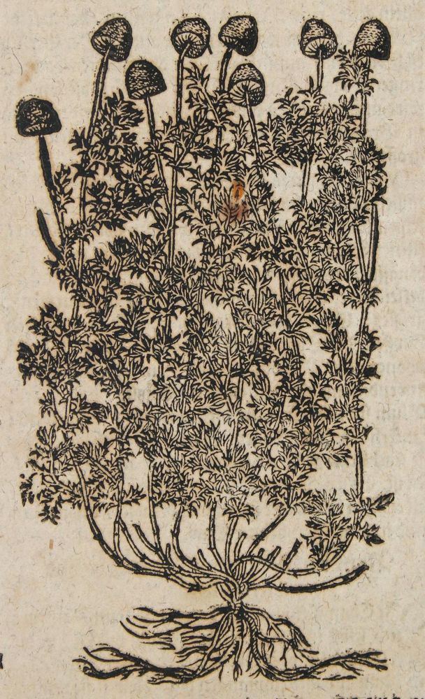 Große Abbildung Nr.1: 136-1420 Tabernaemontanus,J.T.: (Botanik, Kräuterbücher)