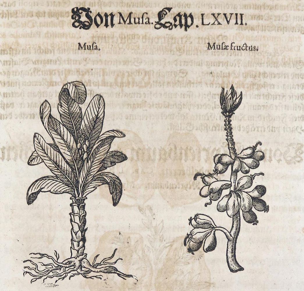 Große Abbildung Nr.1: 136-1423 (Mattioli, P A.: (Botanik)