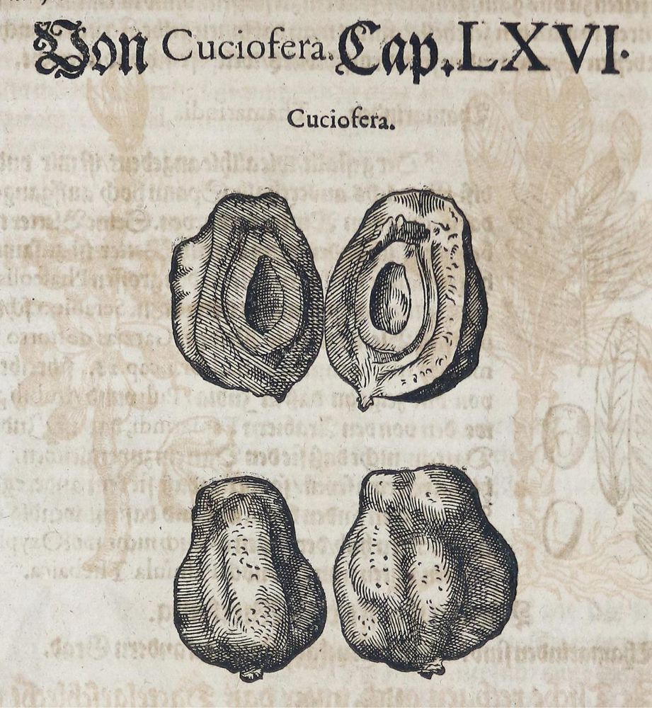 Große Abbildung Nr.2: 136-1423 (Mattioli, P A.: (Botanik)