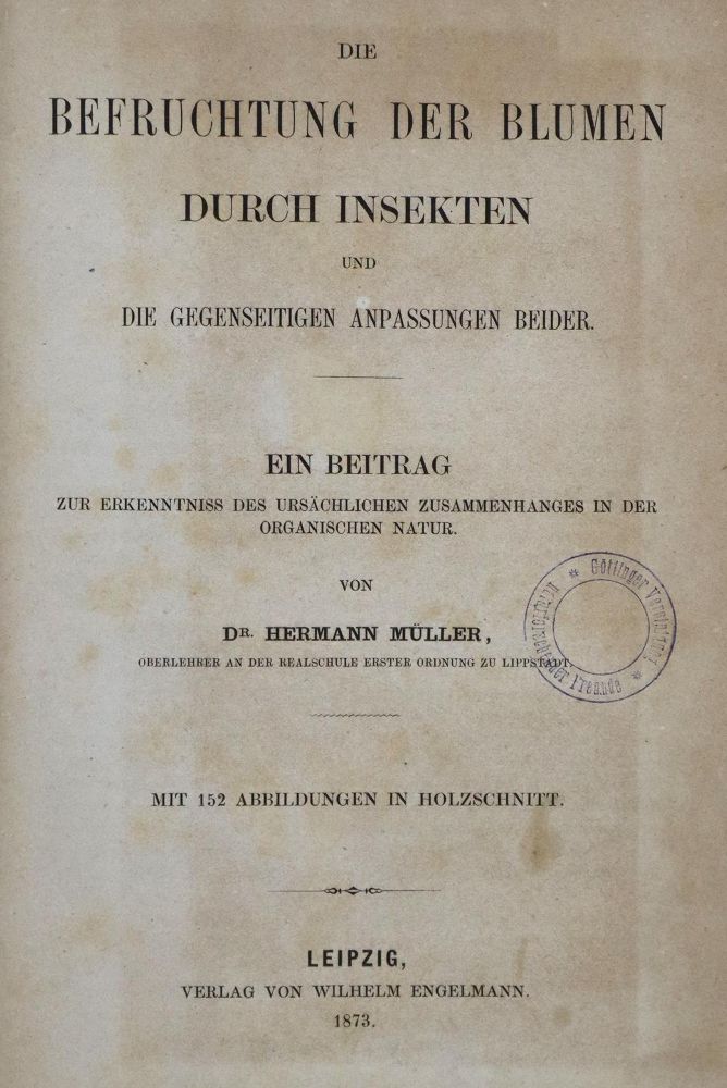 Große Abbildung Nr.1: 136-1425 Müller,H.: (Botanik)