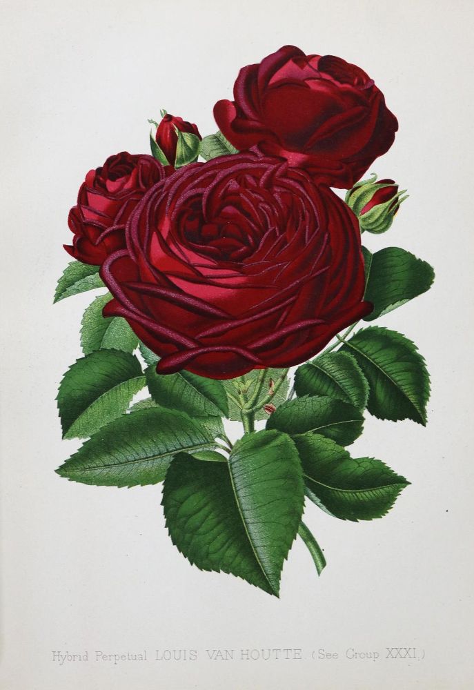 Große Abbildung Nr.1: 136-1430 Paul,W.: (Botanik, Rosen)